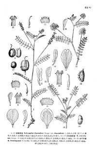 會寧黃耆 會寧黃耆