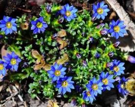 卵萼龍膽 卵萼龍膽