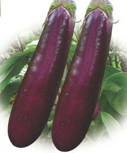 衡陽油罐茄 衡陽油罐茄