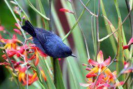 尖嘴雀鵐 尖嘴雀鵐