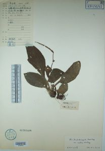 密毛螞蝗七 密毛螞蝗七