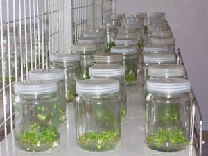 組培瓶的使用