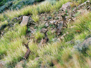 金沙江的矮岩羊
