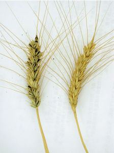 小麥矮腥黑穗病菌