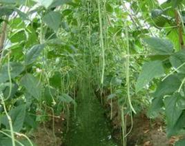 油青豆角 油青豆角