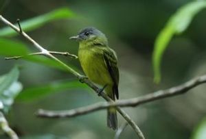 哥倫比亞須霸鶲 哥倫比亞須霸鶲