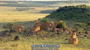 非洲貓科：勇氣國度