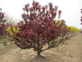 王族海棠 王族海棠