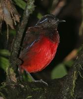 黑冠八色鶇 黑冠八色鶇