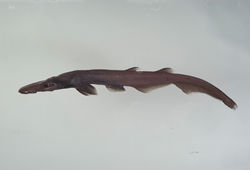 廣吻篦鯊 廣吻篦鯊