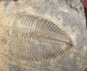 三葉蟲化石