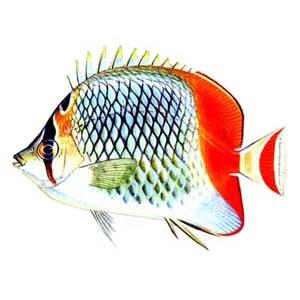 桔尾蝴蝶魚 桔尾蝴蝶魚