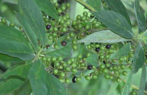 秦嶺木姜子 秦嶺木姜子