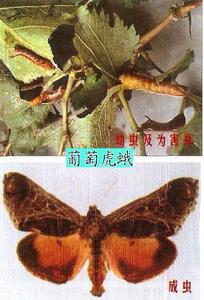 葡萄虎蛾 葡萄虎蛾