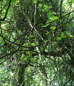 層間植物 層間植物
