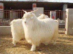 內蒙古白絨山羊種羊場