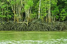 紅樹林[沿海常綠灌木和小喬木群落]