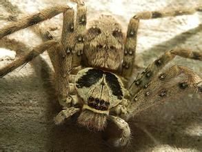 聶拉木巨蟹蛛 聶拉木巨蟹蛛