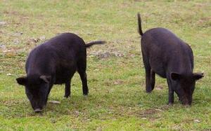色灣藏香豬 色灣藏香豬