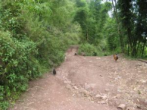 梅子鄉[陝西省]