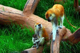 杭州野生動物世界