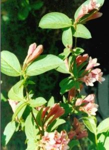 日本錦帶花 日本錦帶花