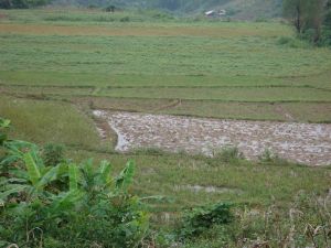 河邊一組自然村 河邊一組自然村