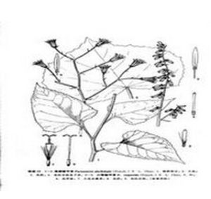 蝙蝠蟹甲草 蝙蝠蟹甲草