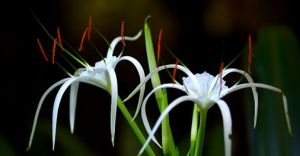 水鬼蕉葉 水鬼蕉葉