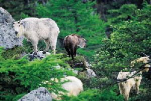 馬邊大風頂自然保護區