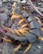 北照寺特有金頭蜈蚣