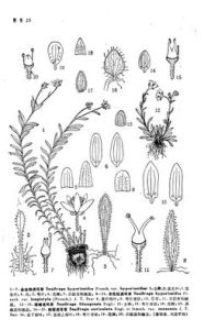 理塘虎耳草 理塘虎耳草