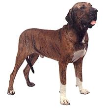 菲拉.巴西里羅犬