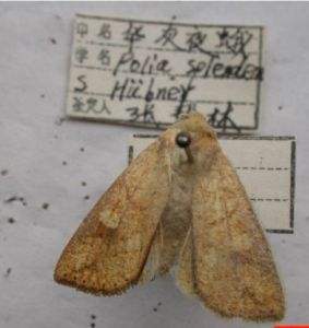 華灰夜蛾 華灰夜蛾