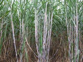 桂柳一號 桂柳一號