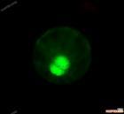 雙細胞生物 雙細胞生物