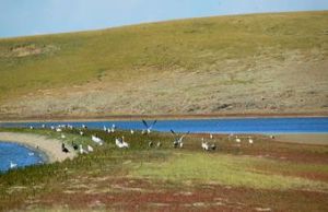 青藏苔草 青藏苔草