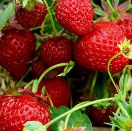 安丘草莓 安丘草莓