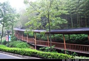 竹海長廊 竹海長廊