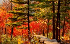 金龍山森林公園 金龍山森林公園