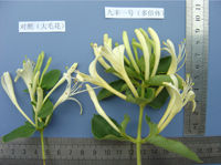 大毛花與九豐一號對比