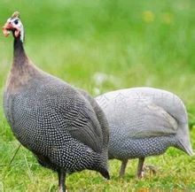 苗疆斗鳥 苗疆斗鳥