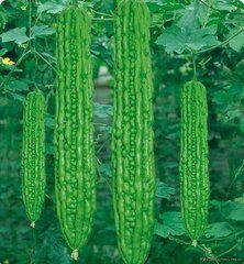 綠冠苦瓜 綠冠苦瓜