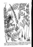 蝕蓋金粉蕨 蝕蓋金粉蕨