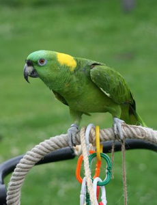 黃頸亞馬孫鸚哥