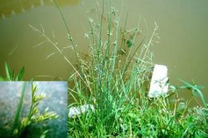 粗狀燈心草 粗狀燈心草