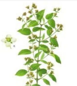 滇南山梅花 滇南山梅花