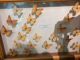 紅翅尖粉蝶 紅翅尖粉蝶