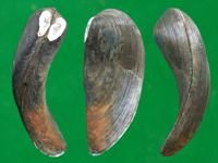 魚尾楔蚌 魚尾楔蚌