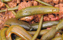 水蛭養殖 水蛭養殖